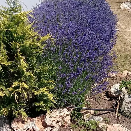 стойчеви וילה Bozhurets