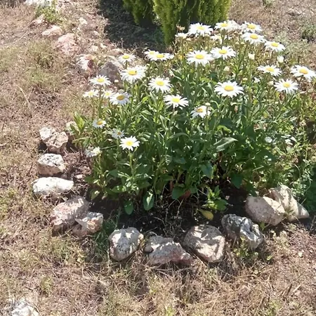 стойчеви וילה