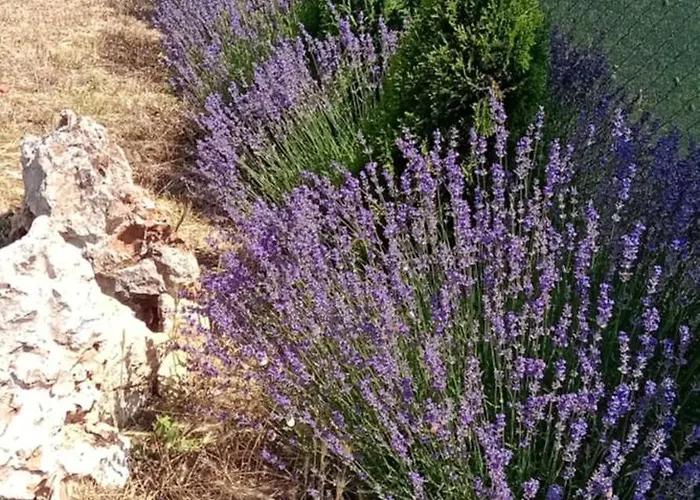 стойчеви Вилла Божурец